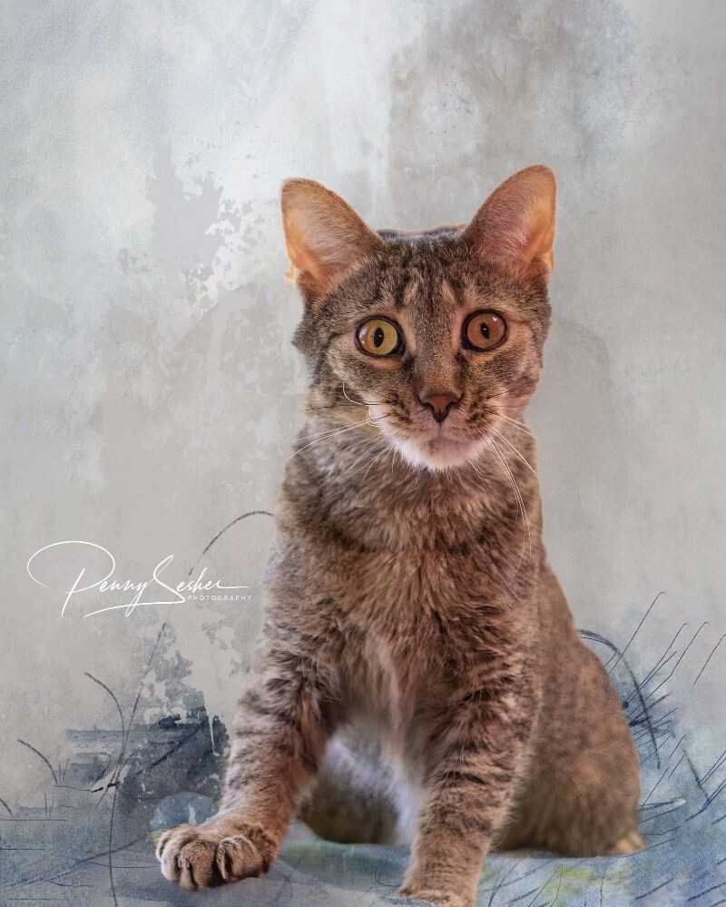 Larissa, an adoptable Tabby in Belton, MO, 64012 | Photo Image 1