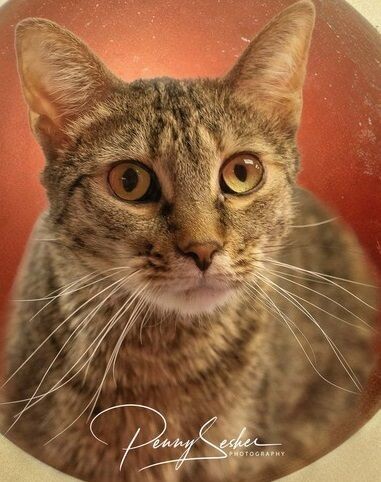 Larissa, an adoptable Tabby in Belton, MO, 64012 | Photo Image 2