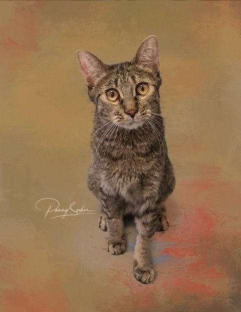 Larissa, an adoptable Tabby in Belton, MO, 64012 | Photo Image 5