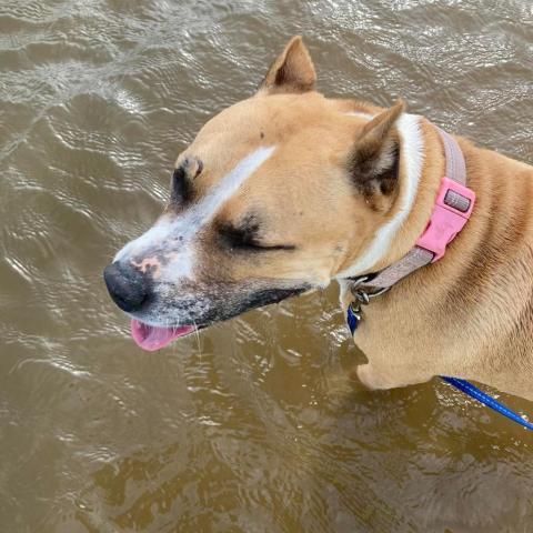 Sabrina, an adoptable Terrier in Irvington, AL, 36544 | Photo Image 1