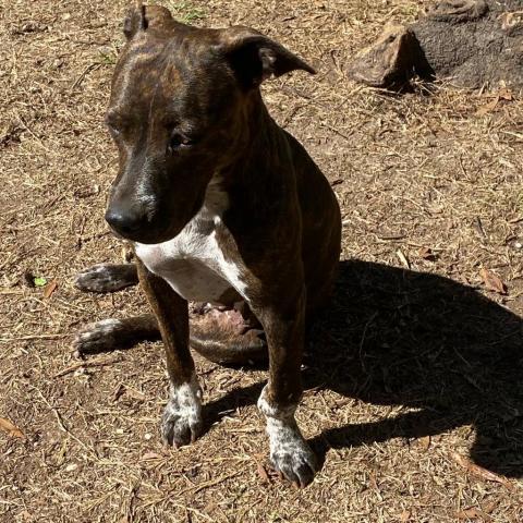 Roxanne, an adoptable Mixed Breed in Irvington, AL, 36544 | Photo Image 4