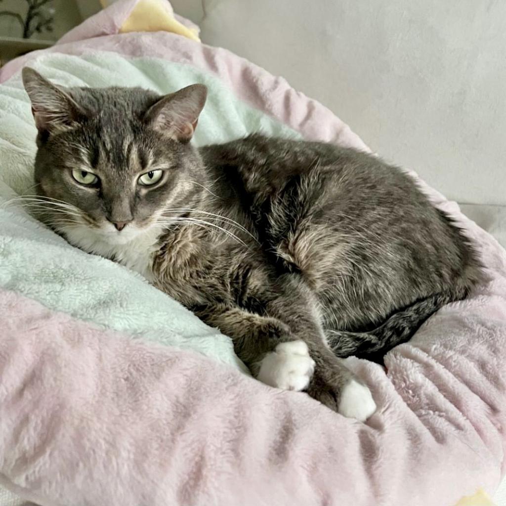 Mere, an adoptable Domestic Short Hair in Fairfax Station, VA, 22039 | Photo Image 6