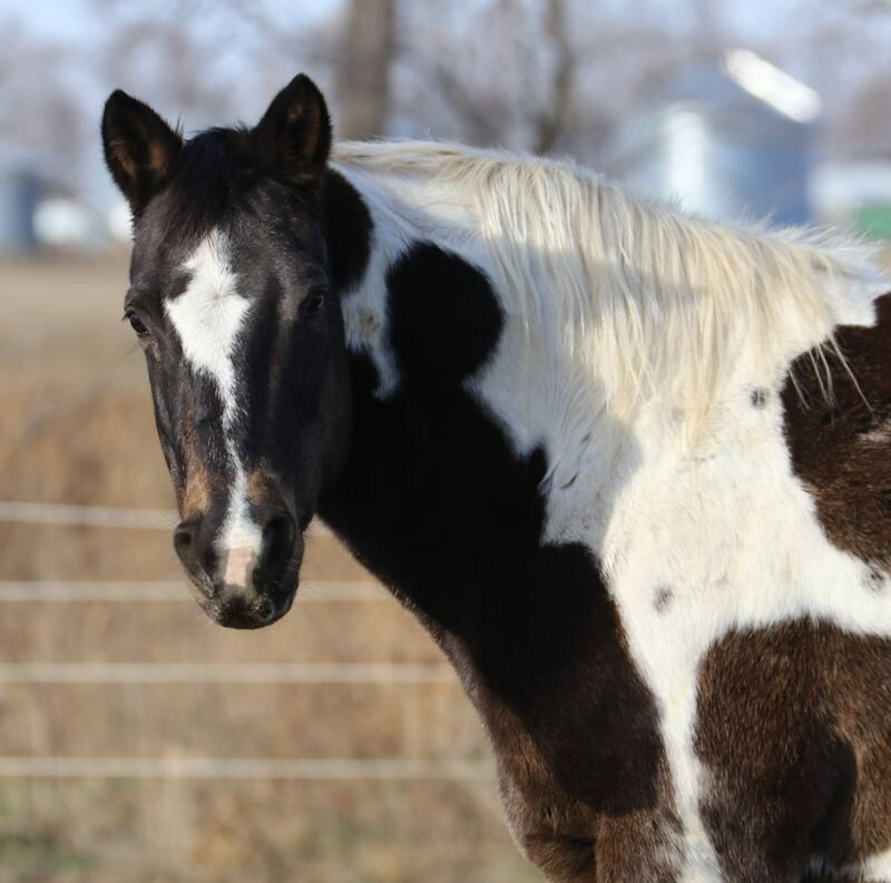 Horse for adoption Plucky, a Paint / Pinto in Scotland, SD Petfinder