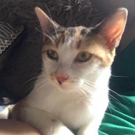 Olivia, an adoptable Domestic Short Hair in Zimmerman, MN, 55398 | Photo Image 5