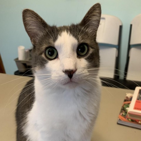 Zephyr, an adoptable Domestic Short Hair in Zimmerman, MN, 55398 | Photo Image 1