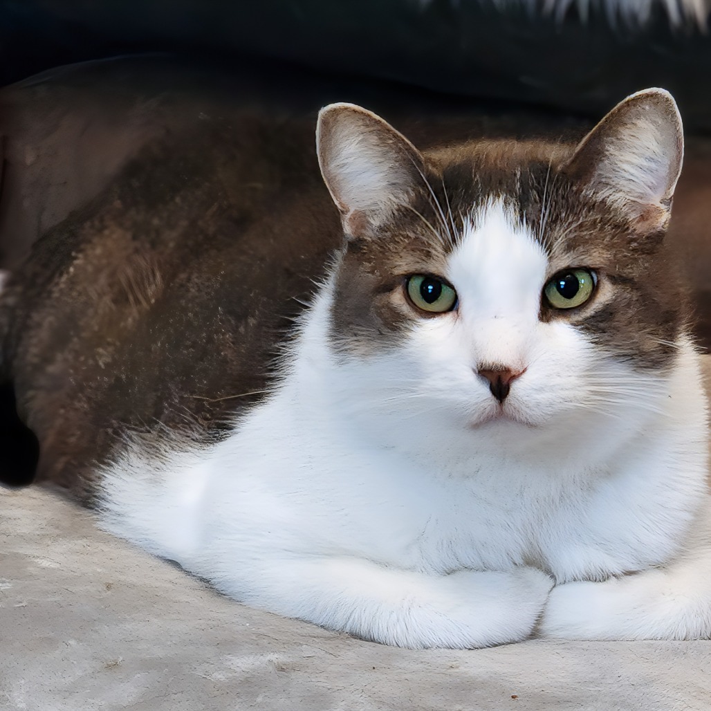 Zephyr, an adoptable Domestic Short Hair in Zimmerman, MN, 55398 | Photo Image 1