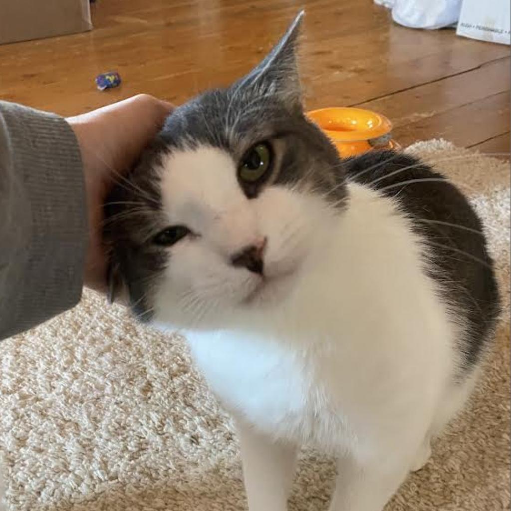 Zephyr, an adoptable Domestic Short Hair in Zimmerman, MN, 55398 | Photo Image 3