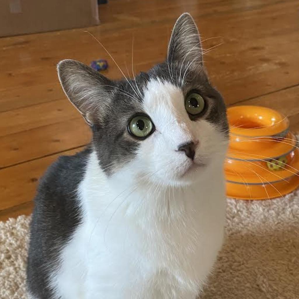 Zephyr, an adoptable Domestic Short Hair in Zimmerman, MN, 55398 | Photo Image 4