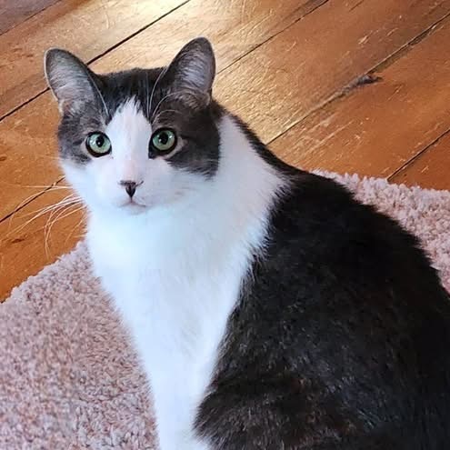 Zephyr, an adoptable Domestic Short Hair in Zimmerman, MN, 55398 | Photo Image 5