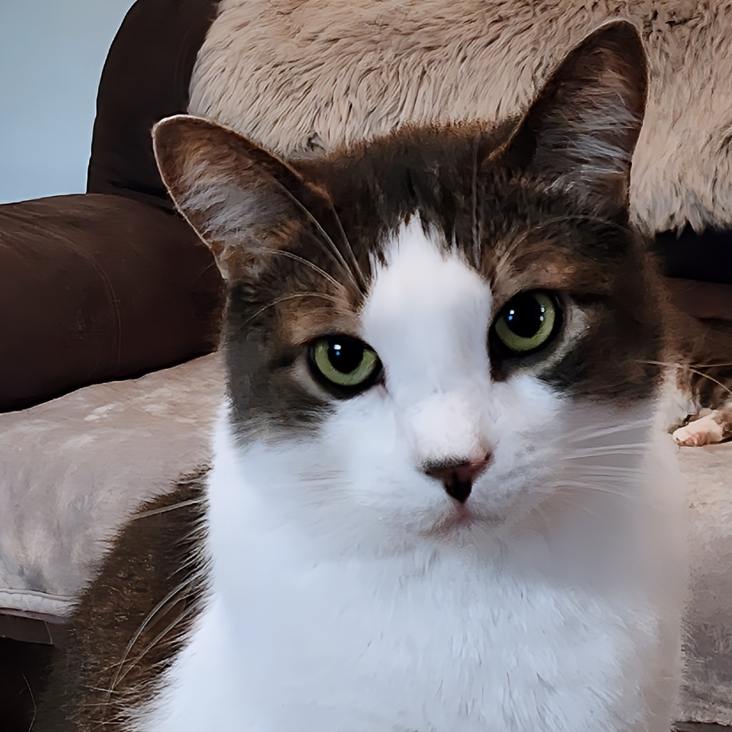 Zephyr, an adoptable Domestic Short Hair in Zimmerman, MN, 55398 | Photo Image 6