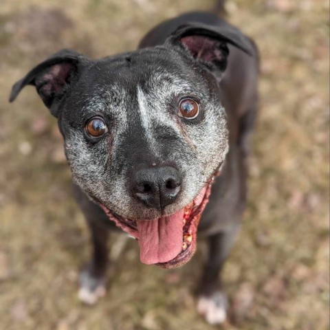 Punkin, an adoptable Pit Bull Terrier in Zimmerman, MN, 55398 | Photo Image 1