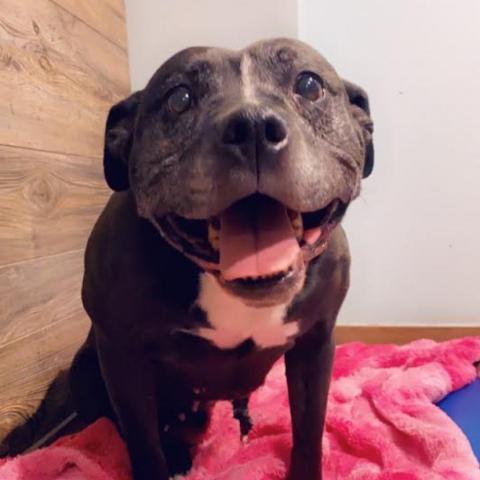 Punkin, an adoptable Pit Bull Terrier in Zimmerman, MN, 55398 | Photo Image 3