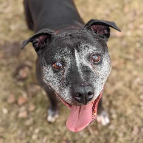 Punkin, an adoptable Pit Bull Terrier in Zimmerman, MN, 55398 | Photo Image 3