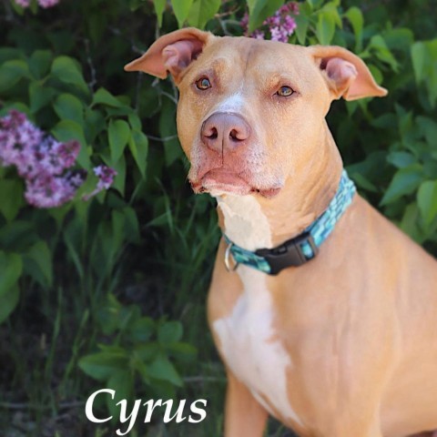 Cyrus, an adoptable Pit Bull Terrier in Zimmerman, MN, 55398 | Photo Image 1