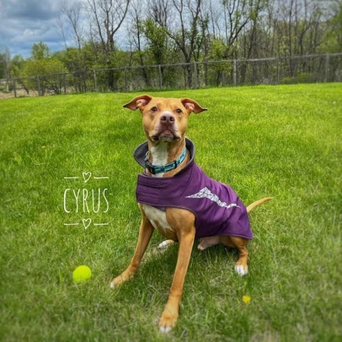 Cyrus, an adoptable Pit Bull Terrier in Zimmerman, MN, 55398 | Photo Image 2