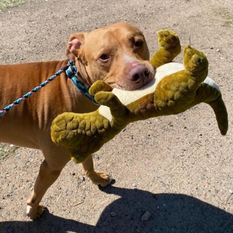 Cyrus, an adoptable Pit Bull Terrier in Zimmerman, MN, 55398 | Photo Image 4