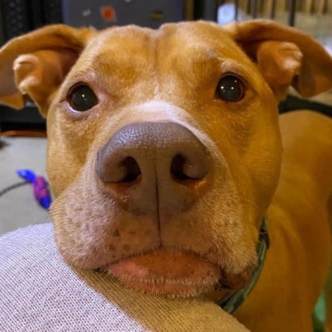 Cyrus, an adoptable Pit Bull Terrier in Zimmerman, MN, 55398 | Photo Image 4