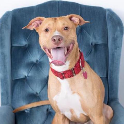 Cyrus, an adoptable Pit Bull Terrier in Zimmerman, MN, 55398 | Photo Image 5