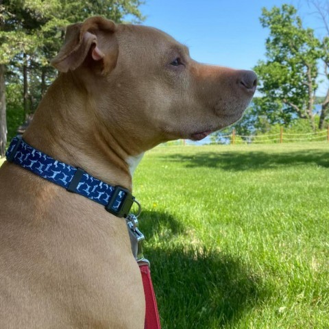 Cyrus, an adoptable Pit Bull Terrier in Zimmerman, MN, 55398 | Photo Image 5