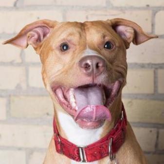 Cyrus, an adoptable Pit Bull Terrier in Zimmerman, MN, 55398 | Photo Image 6