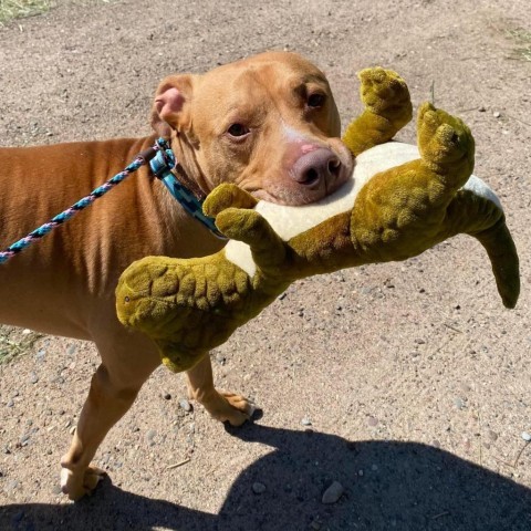 Cyrus, an adoptable Pit Bull Terrier in Zimmerman, MN, 55398 | Photo Image 6