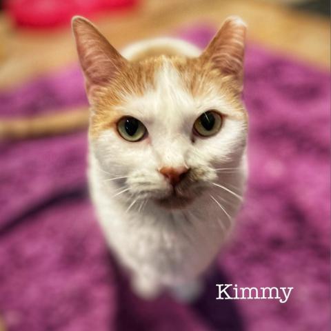 Kimmy, an adoptable Domestic Short Hair in Zimmerman, MN, 55398 | Photo Image 2