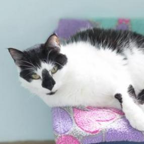 Sabrina, an adoptable Domestic Short Hair in Zimmerman, MN, 55398 | Photo Image 2