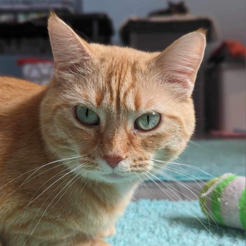 Tigerlily, an adoptable Domestic Short Hair in Zimmerman, MN, 55398 | Photo Image 1