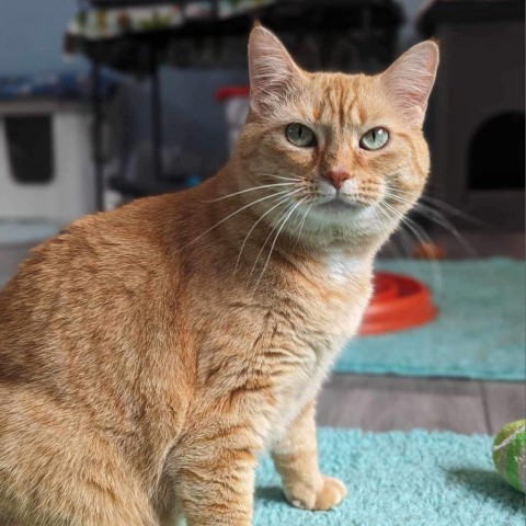 Tigerlily, an adoptable Domestic Short Hair in Zimmerman, MN, 55398 | Photo Image 2