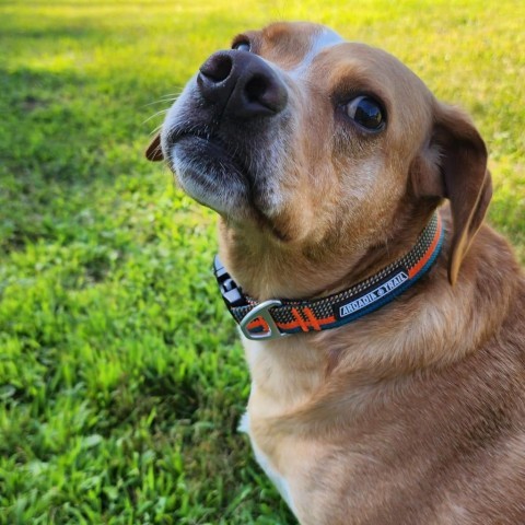 Levi, an adoptable Nova Scotia Duck Tolling Retriever, Beagle in Zimmerman, MN, 55398 | Photo Image 1