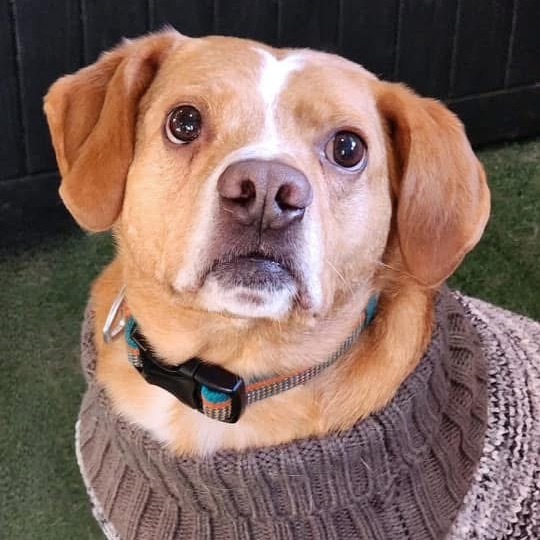 Levi, an adoptable Nova Scotia Duck Tolling Retriever, Beagle in Zimmerman, MN, 55398 | Photo Image 1