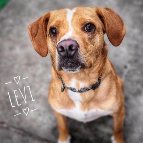 Levi, an adoptable Nova Scotia Duck Tolling Retriever, Beagle in Zimmerman, MN, 55398 | Photo Image 2