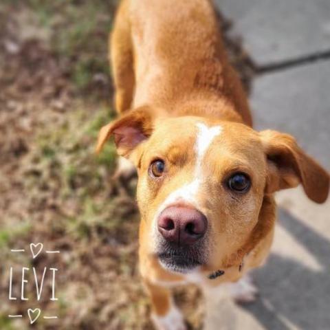 Levi, an adoptable Nova Scotia Duck Tolling Retriever, Beagle in Zimmerman, MN, 55398 | Photo Image 2