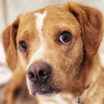 Levi, an adoptable Nova Scotia Duck Tolling Retriever, Beagle in Zimmerman, MN, 55398 | Photo Image 3