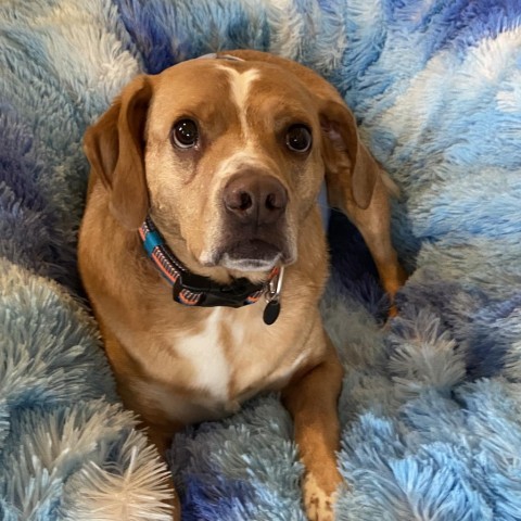 Levi, an adoptable Nova Scotia Duck Tolling Retriever, Beagle in Zimmerman, MN, 55398 | Photo Image 3