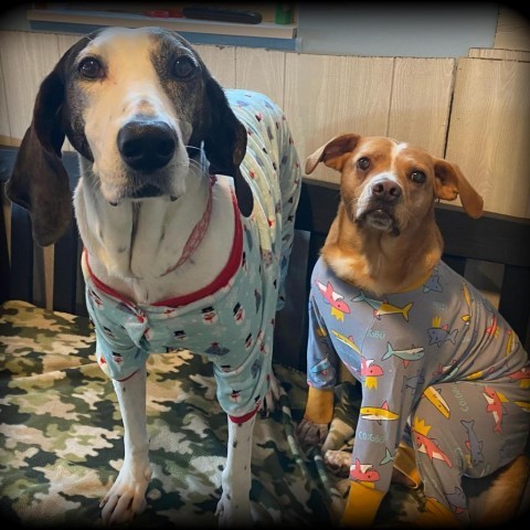 Levi, an adoptable Nova Scotia Duck Tolling Retriever, Beagle in Zimmerman, MN, 55398 | Photo Image 3