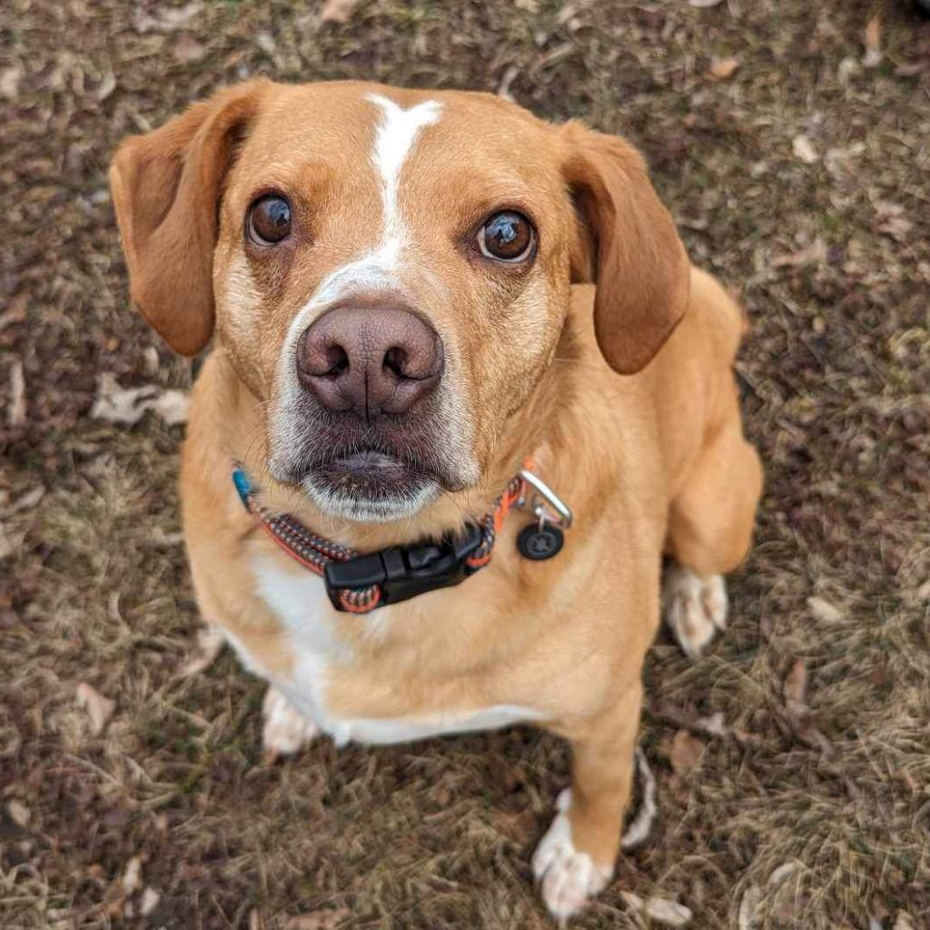 Levi, an adoptable Nova Scotia Duck Tolling Retriever, Beagle in Zimmerman, MN, 55398 | Photo Image 3