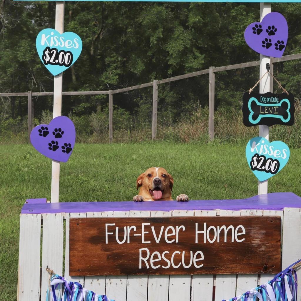 Levi, an adoptable Nova Scotia Duck Tolling Retriever, Beagle in Zimmerman, MN, 55398 | Photo Image 5