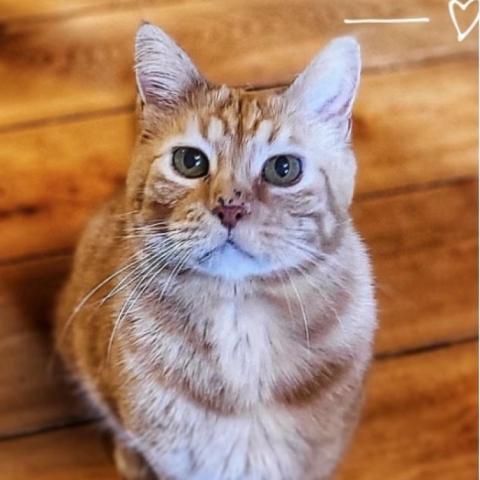 Mr. Munson, an adoptable Domestic Short Hair in Zimmerman, MN, 55398 | Photo Image 1