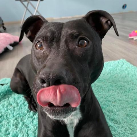 Beatrice, an adoptable Pit Bull Terrier in Zimmerman, MN, 55398 | Photo Image 1