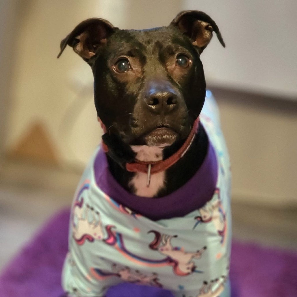 Beatrice, an adoptable Pit Bull Terrier in Zimmerman, MN, 55398 | Photo Image 1