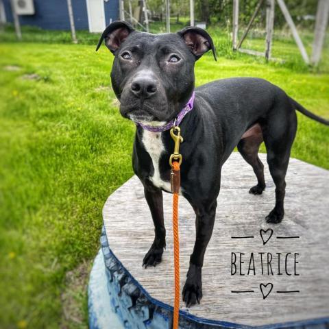 Beatrice, an adoptable Pit Bull Terrier in Zimmerman, MN, 55398 | Photo Image 2