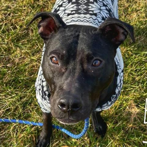 Beatrice, an adoptable Pit Bull Terrier in Zimmerman, MN, 55398 | Photo Image 2