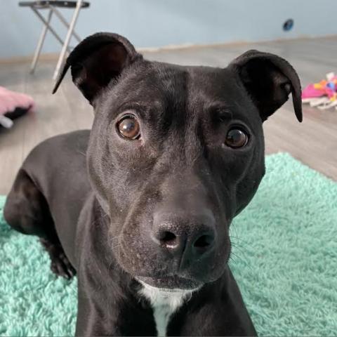 Beatrice, an adoptable Pit Bull Terrier in Zimmerman, MN, 55398 | Photo Image 2