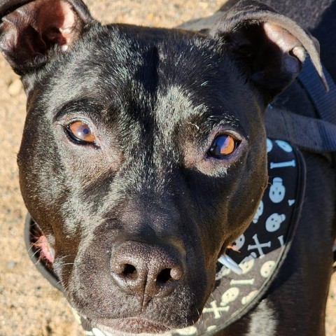 Beatrice, an adoptable Pit Bull Terrier in Zimmerman, MN, 55398 | Photo Image 2