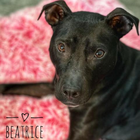 Beatrice, an adoptable Pit Bull Terrier in Zimmerman, MN, 55398 | Photo Image 3