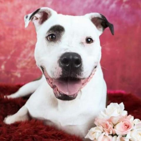 Penny Jo, an adoptable American Staffordshire Terrier in Zimmerman, MN, 55398 | Photo Image 2