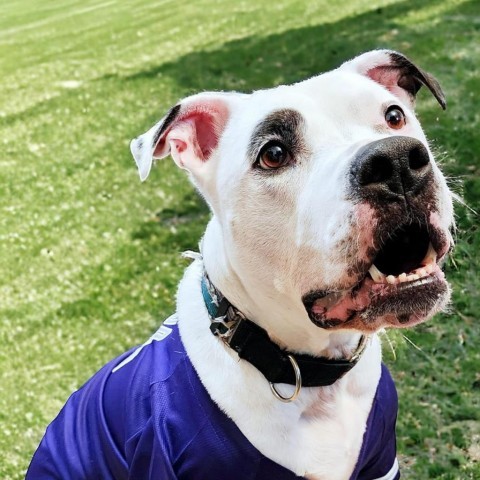 Penny Jo, an adoptable American Staffordshire Terrier in Zimmerman, MN, 55398 | Photo Image 2