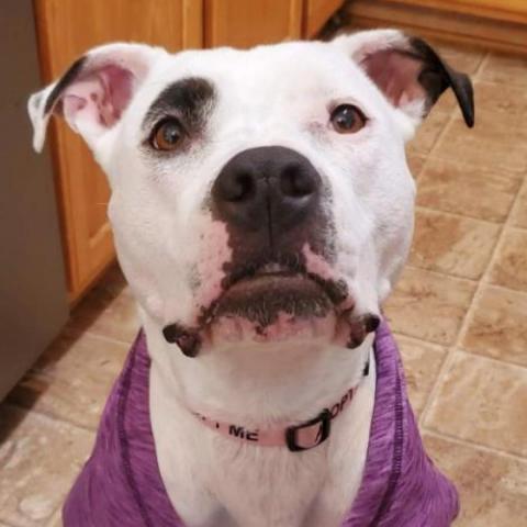 Penny Jo, an adoptable American Staffordshire Terrier in Zimmerman, MN, 55398 | Photo Image 4