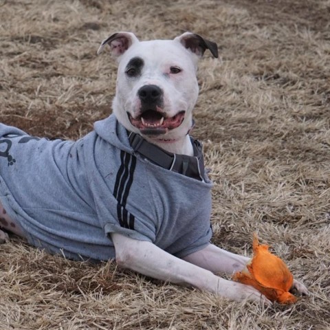 Penny Jo, an adoptable American Staffordshire Terrier in Zimmerman, MN, 55398 | Photo Image 5